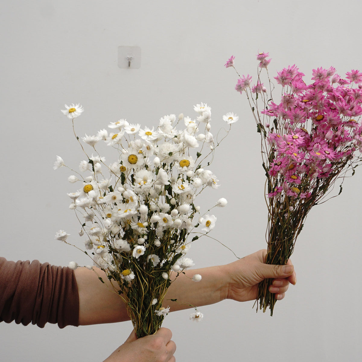 Helipterum manglesii ,dried flower, home decor