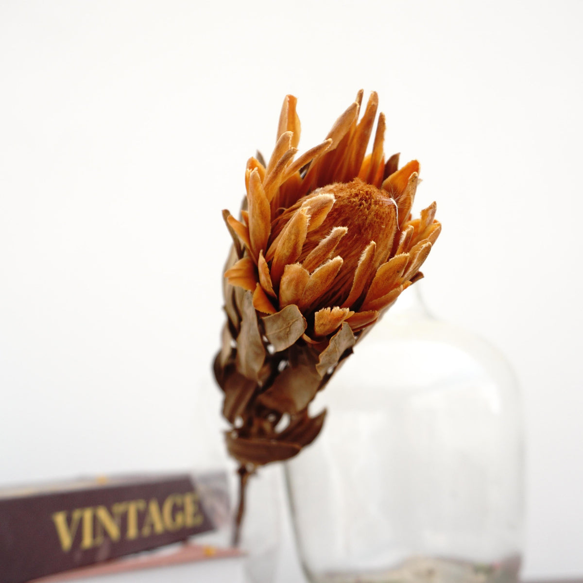 Protea cynaroides,dried flower ,home decor