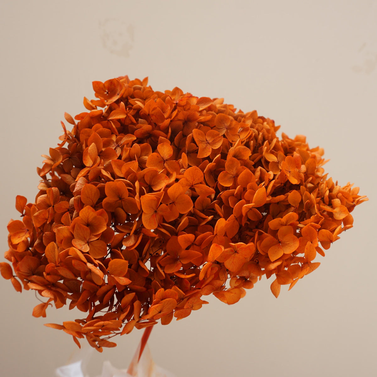Preserved flower handrangea