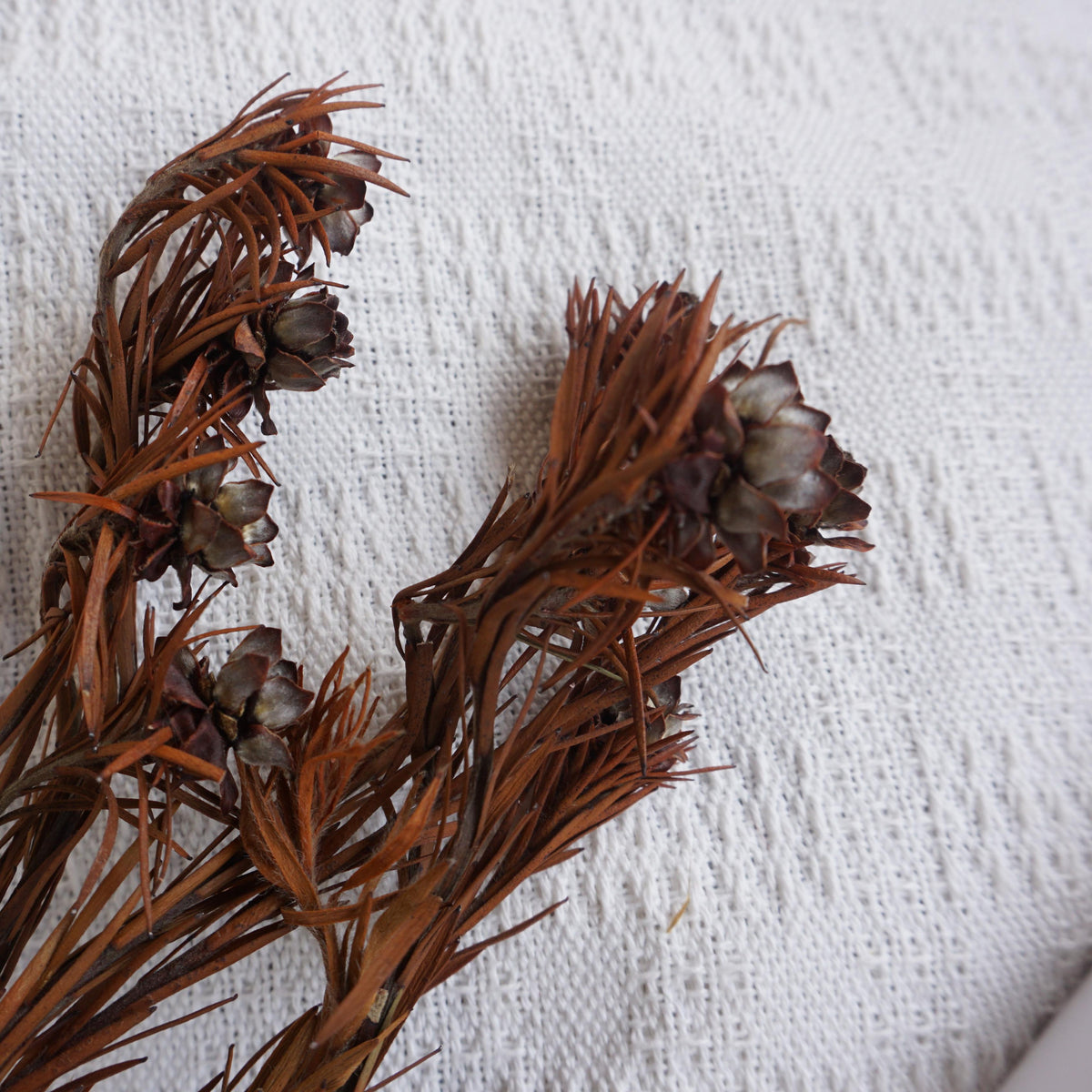 Orange color preserved flower materials