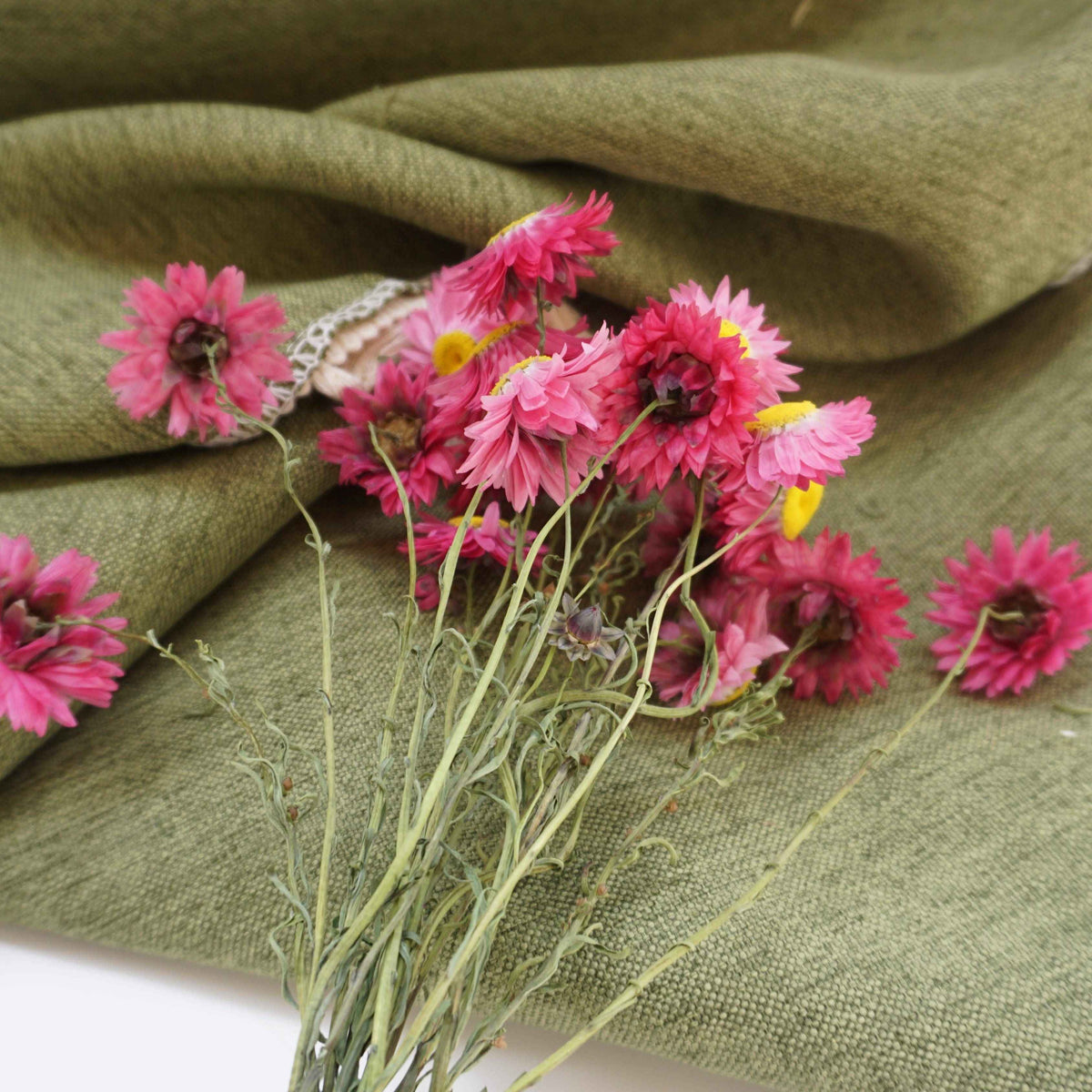 Helichrysum bracteatum,dried flower, purple color