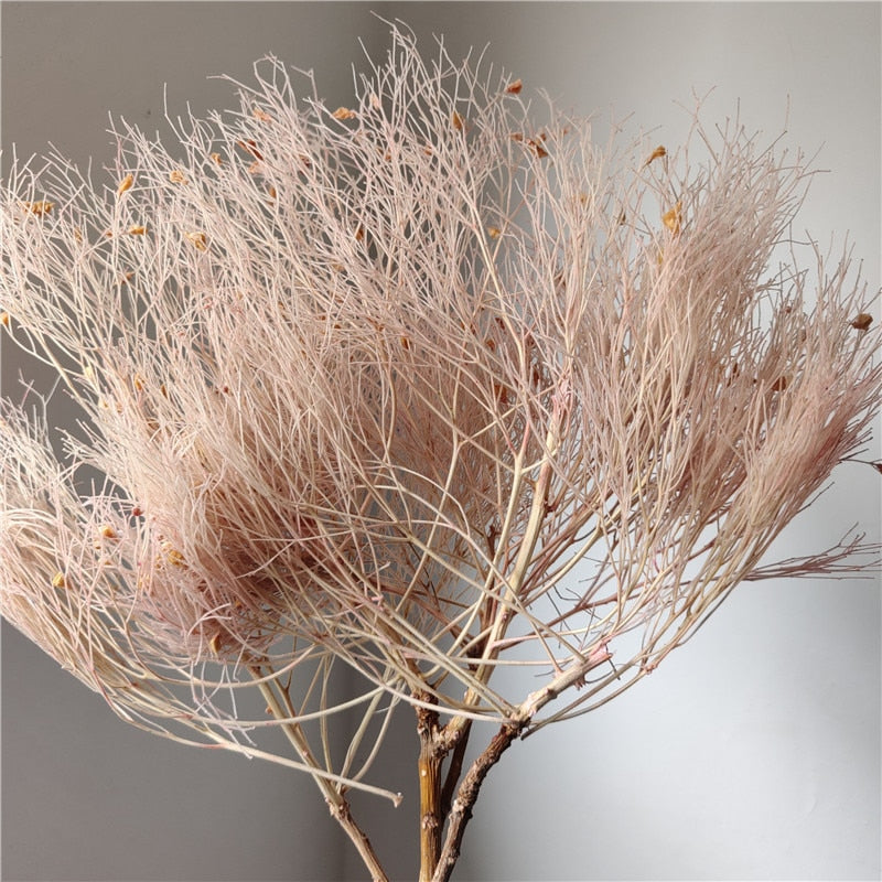 home decoration,Christmas,Wedding Celebration| pampas grass wholesale | dried flowers wholesale -PAMPAS grass wholesale and dried flowers wholesale near me