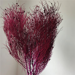 home decoration,Christmas,Wedding Celebration| pampas grass wholesale | dried flowers wholesale -PAMPAS grass wholesale and dried flowers wholesale near me