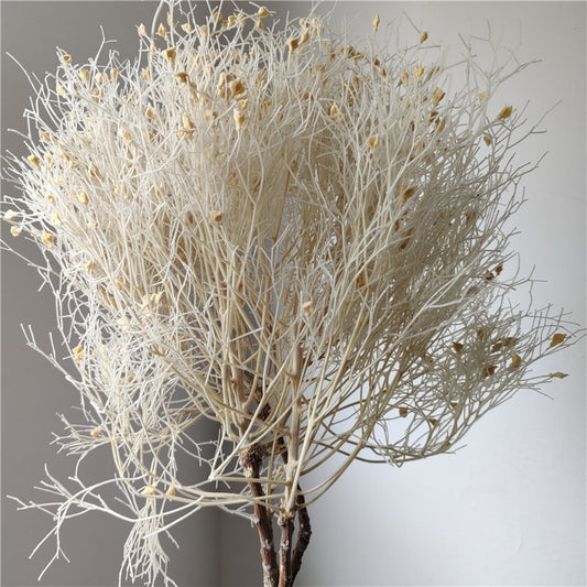 home decoration,Christmas,Wedding Celebration| pampas grass wholesale | dried flowers wholesale -PAMPAS grass wholesale and dried flowers wholesale near me
