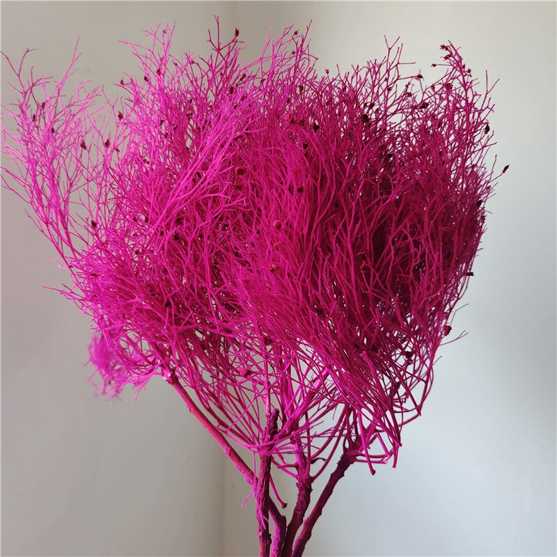 home decoration,Christmas,Wedding Celebration| pampas grass wholesale | dried flowers wholesale -PAMPAS grass wholesale and dried flowers wholesale near me