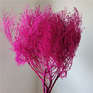 home decoration,Christmas,Wedding Celebration| pampas grass wholesale | dried flowers wholesale -PAMPAS grass wholesale and dried flowers wholesale near me