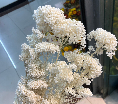 Precious Millet bundle (12pcs),home decoration,Christmas,Wedding Celebration. -PAMPAS grass wholesale and dried flowers wholesale near me