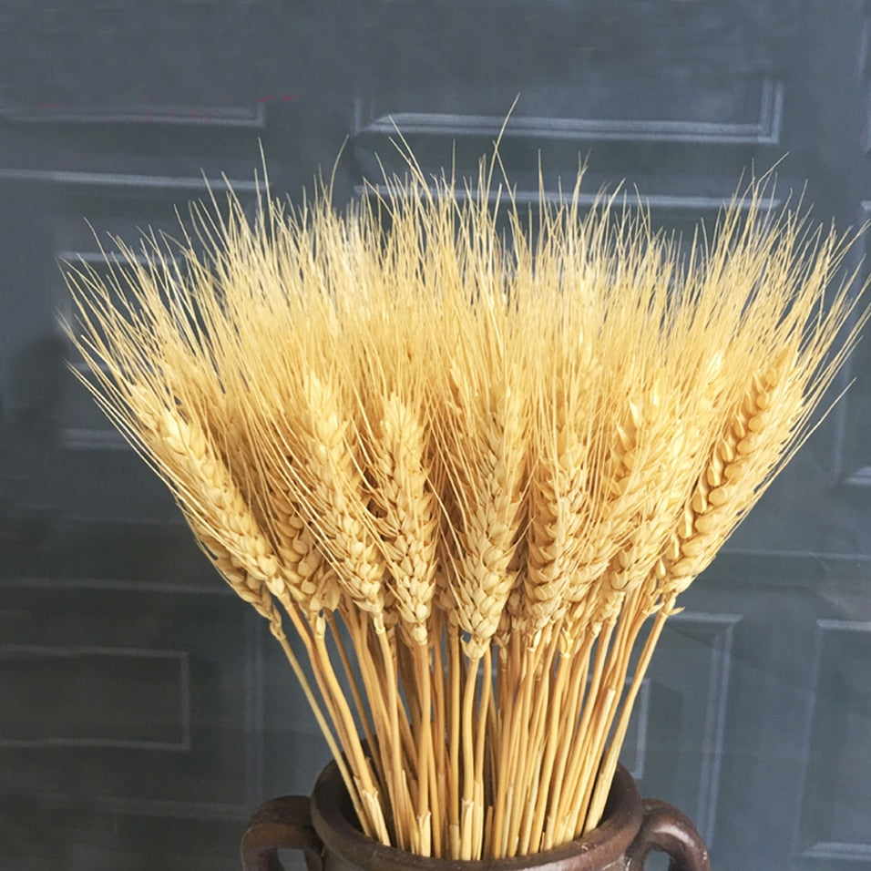 Barley dried approx. 100 stems Cereals Dried flowers Flowers Dry bouquet approx. 60 cm long -PAMPAS grass wholesale and dried flowers wholesale near me