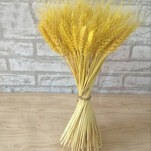 Barley dried approx. 100 stems Cereals Dried flowers Flowers Dry bouquet approx. 60 cm long -PAMPAS grass wholesale and dried flowers wholesale near me