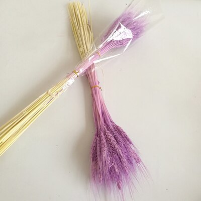 Barley dried approx. 100 stems Cereals Dried flowers Flowers Dry bouquet approx. 60 cm long -PAMPAS grass wholesale and dried flowers wholesale near me