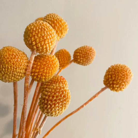 20 stems / bunch  Billy ball,Floral Arrangements,billy balls,wedding celebration,home decoration. -PAMPAS grass wholesale and dried flowers wholesale near me