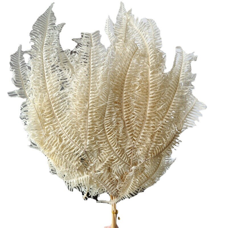 10pcs/20*40cm,Eternal dicranopteris dichotoma fern leaf glass cover floating flower Dried flower wedding home decoration bouquet wholesale -PAMPAS grass wholesale and dried flowers wholesale 