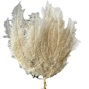 10pcs/20*40cm,Eternal dicranopteris dichotoma fern leaf glass cover floating flower Dried flower wedding home decoration bouquet wholesale -PAMPAS grass wholesale and dried flowers wholesale 