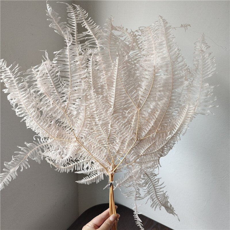 10pcs/20*40cm,Eternal dicranopteris dichotoma fern leaf glass cover floating flower Dried flower wedding home decoration bouquet wholesale -PAMPAS grass wholesale and dried flowers wholesale 