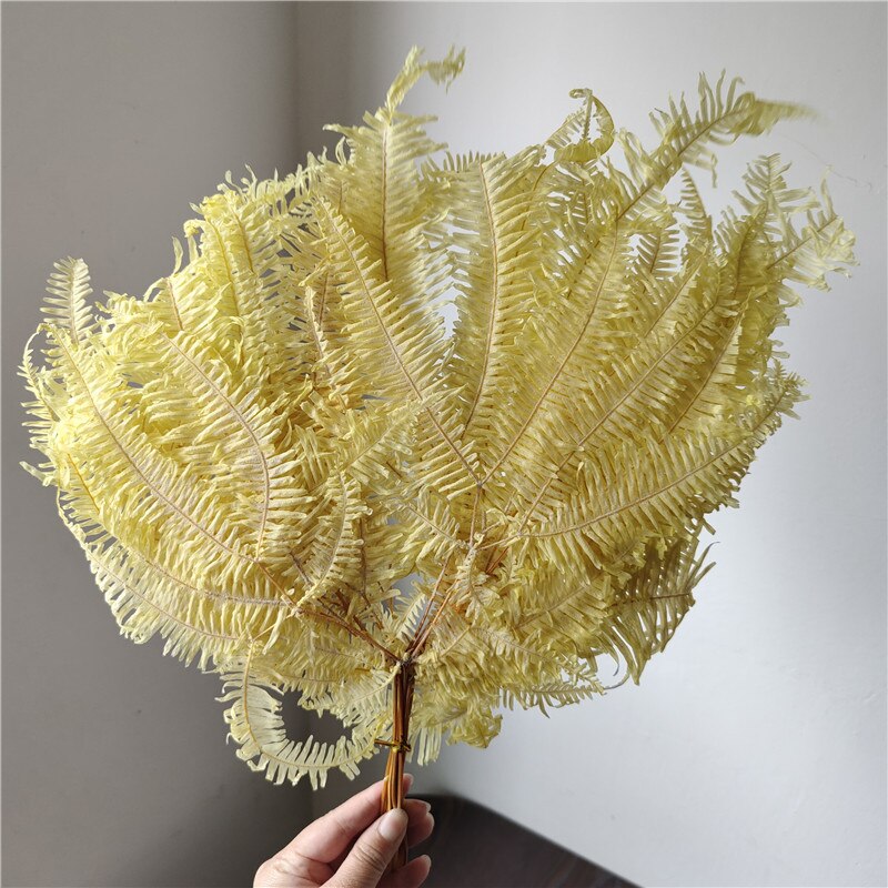 10pcs/20*40cm,Eternal dicranopteris dichotoma fern leaf glass cover floating flower Dried flower wedding home decoration bouquet wholesale -PAMPAS grass wholesale and dried flowers wholesale 