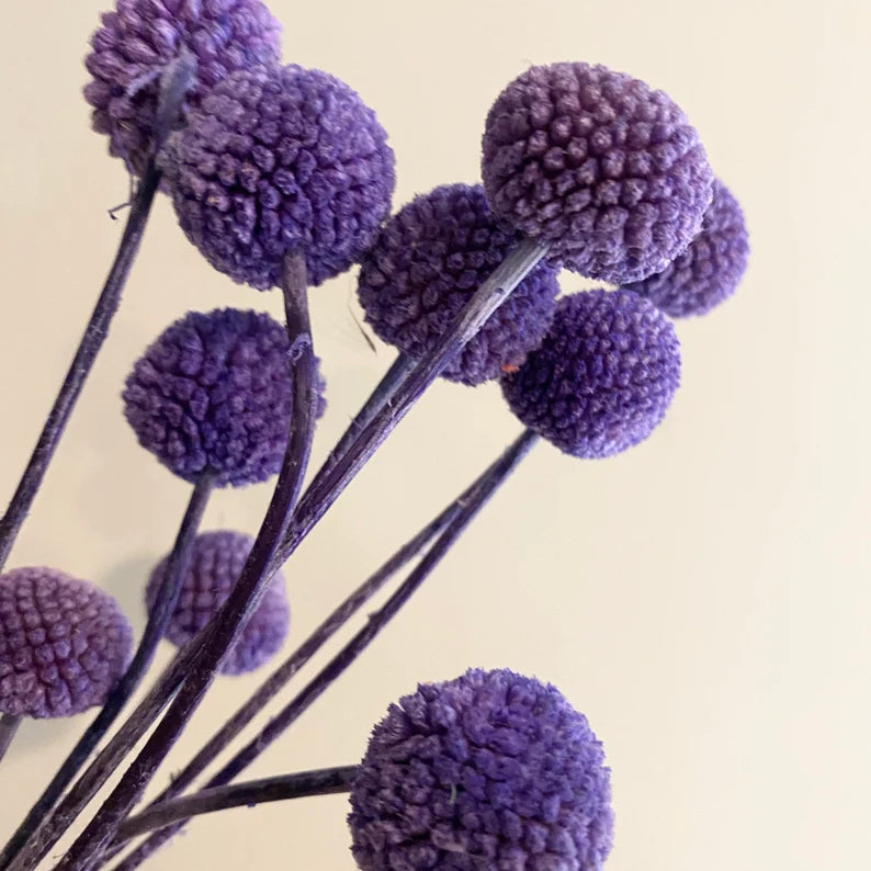 20 stems / bunch  Billy ball,Floral Arrangements,billy balls,wedding celebration,home decoration. -PAMPAS grass wholesale and dried flowers wholesale near me