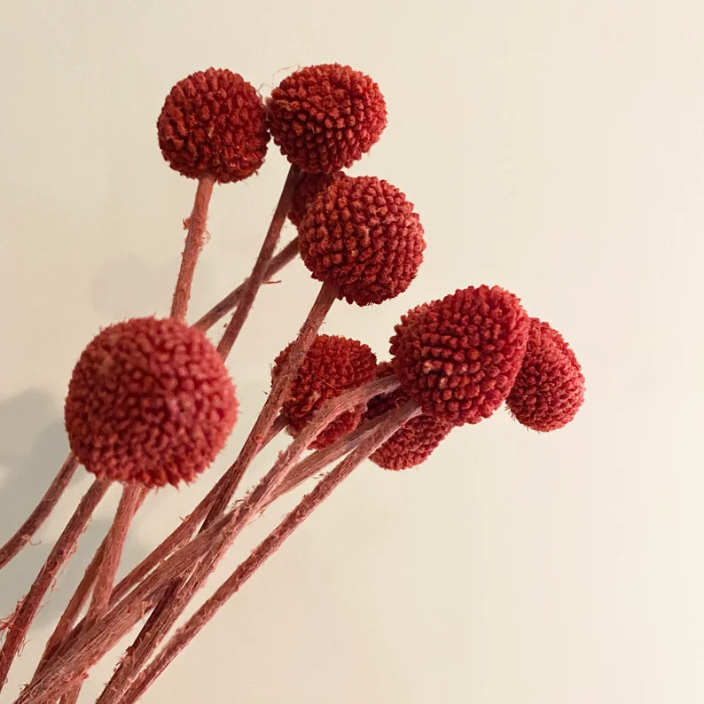 20 stems / bunch  Billy ball,Floral Arrangements,billy balls,wedding celebration,home decoration. -PAMPAS grass wholesale and dried flowers wholesale near me