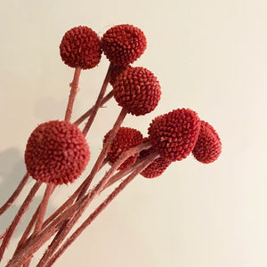 20 stems / bunch  Billy ball,Floral Arrangements,billy balls,wedding celebration,home decoration. -PAMPAS grass wholesale and dried flowers wholesale near me