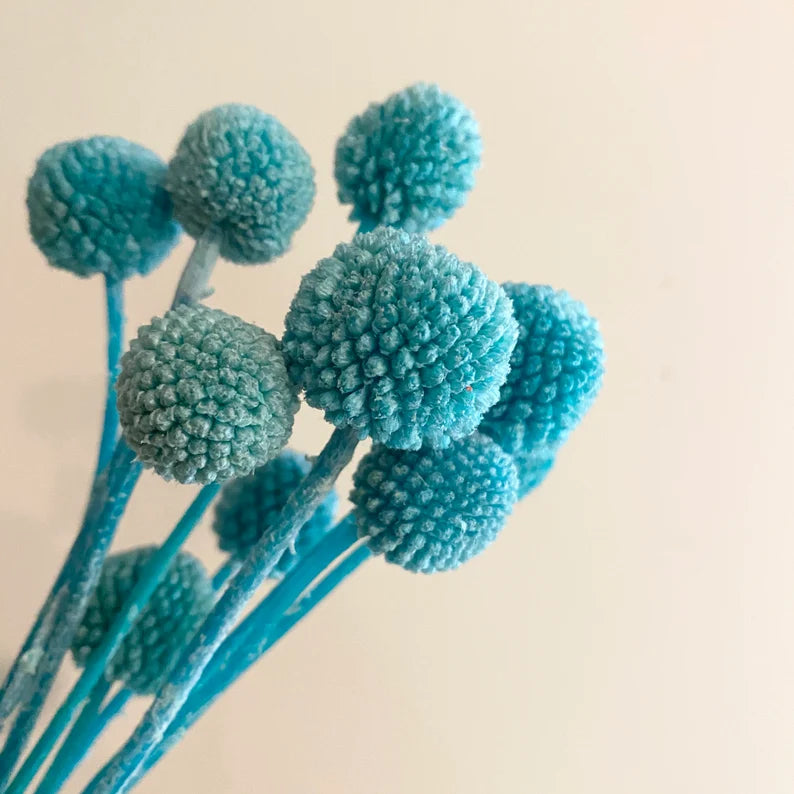 20 stems / bunch  Billy ball,Floral Arrangements,billy balls,wedding celebration,home decoration. -PAMPAS grass wholesale and dried flowers wholesale near me