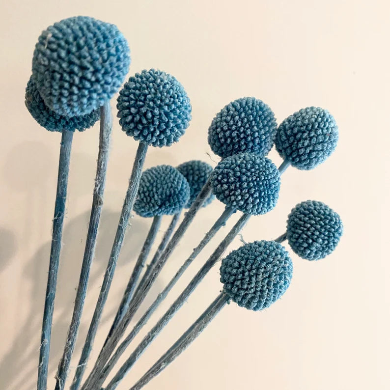 20 stems / bunch  Billy ball,Floral Arrangements,billy balls,wedding celebration,home decoration. -PAMPAS grass wholesale and dried flowers wholesale near me