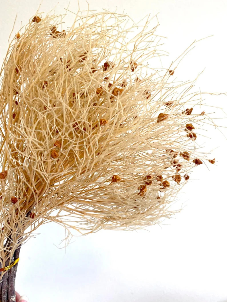 home decoration,Christmas,Wedding Celebration| pampas grass wholesale | dried flowers wholesale -PAMPAS grass wholesale and dried flowers wholesale near me