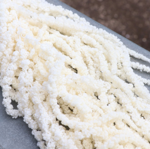 Bleached White Hanging Amaranthus - 5-6 Stems / Dried Flowers / Bleached Flowers -PAMPAS grass wholesale and dried flowers wholesale near me