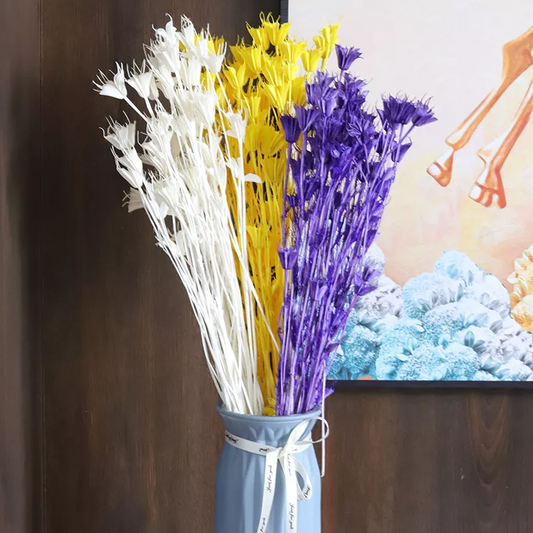 Paraphlomis kwangtungensis，dried flower