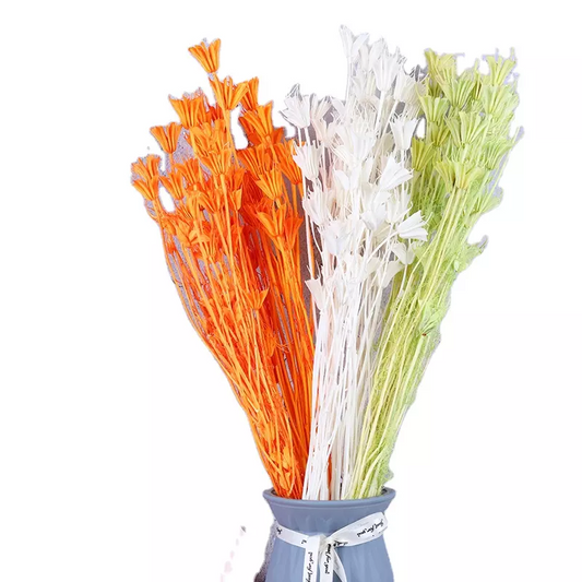 Paraphlomis kwangtungensis，dried flower