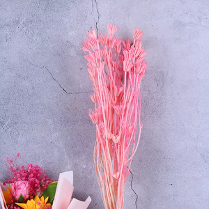 Paraphlomis kwangtungensis，dried flower