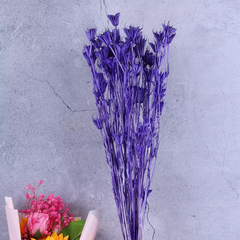 Paraphlomis kwangtungensis，dried flower