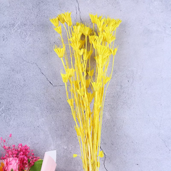 Paraphlomis kwangtungensis，dried flower