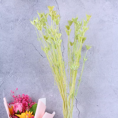 Paraphlomis kwangtungensis，dried flower