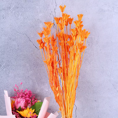 Paraphlomis kwangtungensis，dried flower