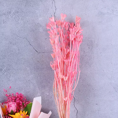 Paraphlomis kwangtungensis，dried flower