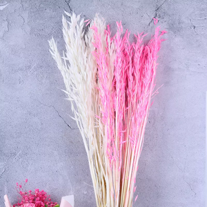 Dried weat ,dried flower .