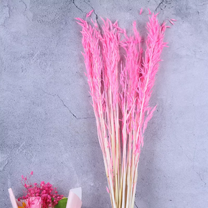 Dried weat ,dried flower .