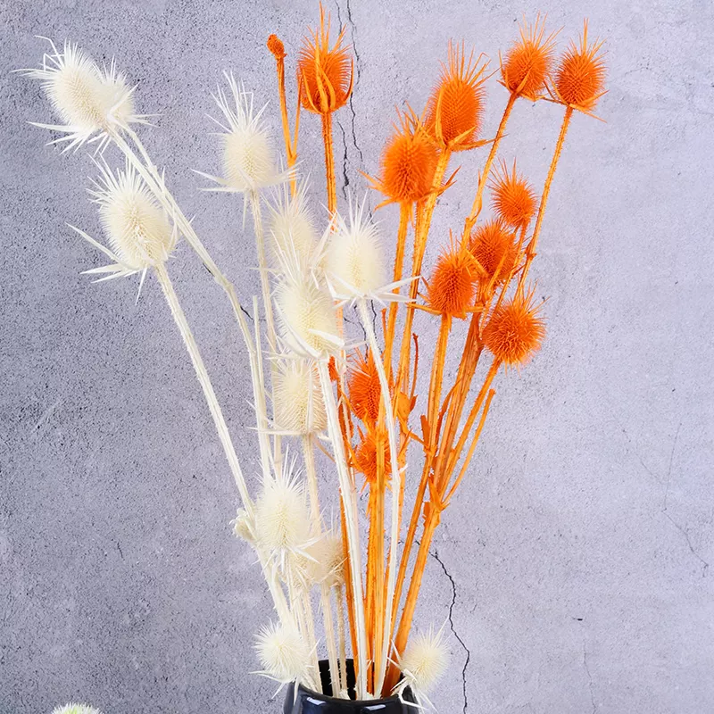 Eryngium foetidum，dried flower