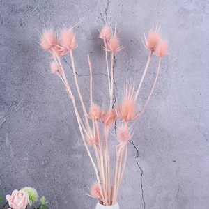 Eryngium foetidum，dried flower