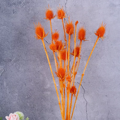 Eryngium foetidum，dried flower