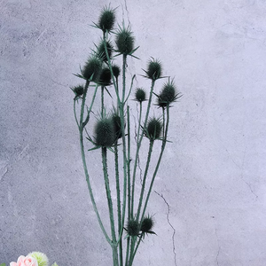 Eryngium foetidum，dried flower