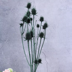 Eryngium foetidum，dried flower