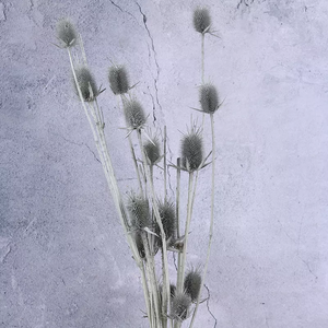 Eryngium foetidum，dried flower