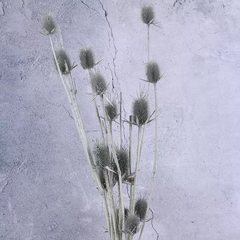 Eryngium foetidum，dried flower