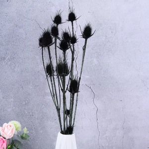 Eryngium foetidum，dried flower