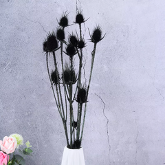 Eryngium foetidum，dried flower
