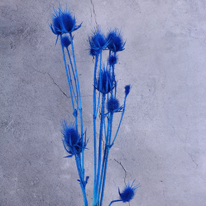 Eryngium foetidum，dried flower