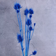 Eryngium foetidum，dried flower