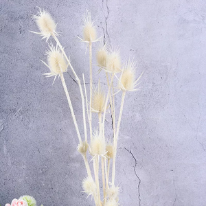 Eryngium foetidum，dried flower