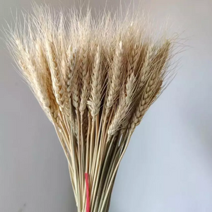 Dried weat ,dried flower