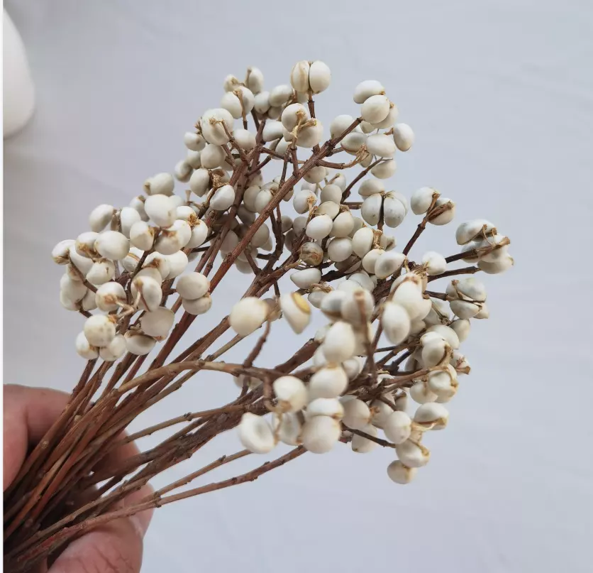 white color  dried flower home decor materials